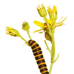 MYN Cinnabar Moth Caterpillar on Ragwort 3 